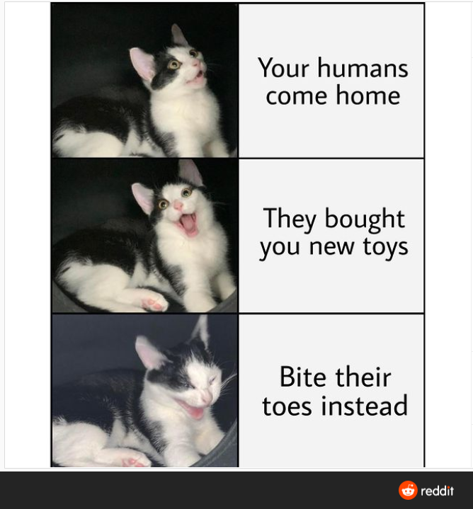 Gato - Tus humanos regresan a casa Te compraron juguetes nuevos En lugar de eso, muérdese los dedos de los pies reddit